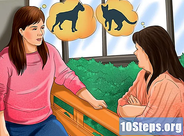 Cum să tratezi mușcăturile de câine pe pisica ta - Sfaturi