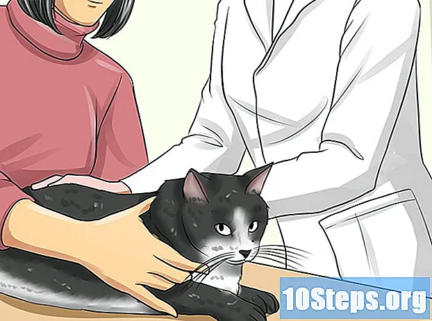 Hoe verzakking van het derde ooglid bij katten te behandelen