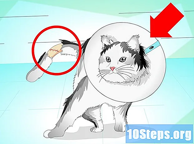 고양이의 부러진 꼬리를 치료하는 방법