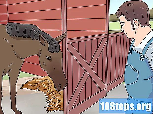 Πώς να αντιμετωπίσετε τα προβλήματα των ματιών στα άλογα