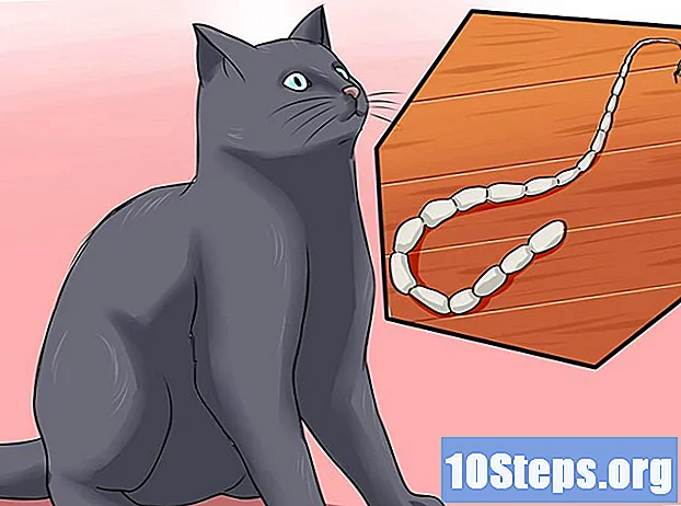 मांजरींमध्ये टेप वर्म्सचा उपचार कसा करावा