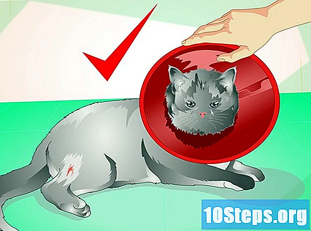 Hvordan behandle en abscess i en katt