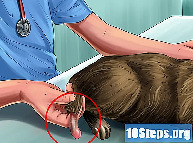 Hoe een kat te behandelen met een poriënletsel of op de staart getrapt