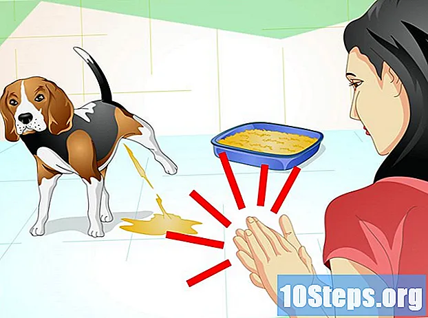 วิธีฝึกสุนัขของคุณให้ใช้ถังขยะ