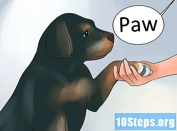 Cách huấn luyện chó con Rottweiler của bạn bằng các lệnh đơn giản