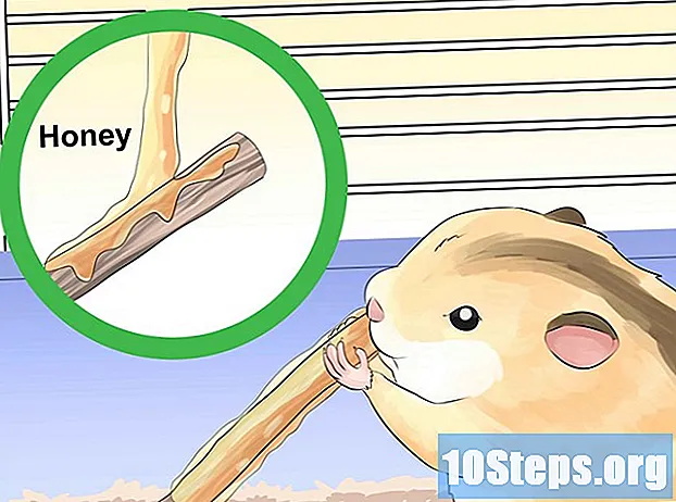 Cách huấn luyện Hamster của bạn