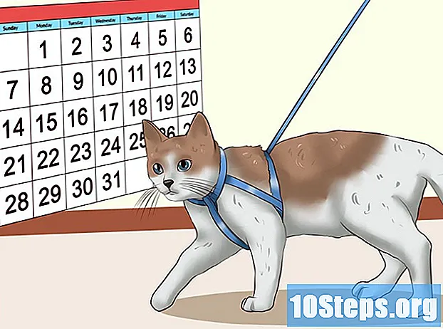 Hvordan trene en katt til å gå i bånd