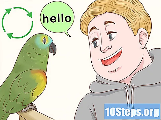 Cum să antrenezi un papagal