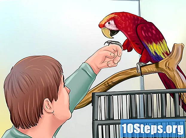 Як навчити птаха підніматися на палець