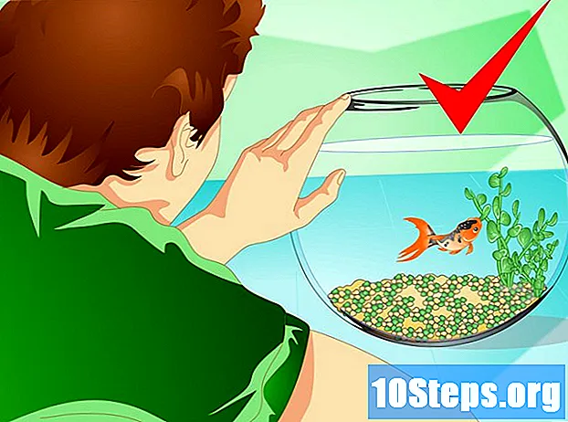 كيفية تغيير الماء في حوض السمك