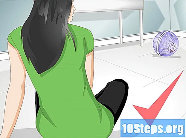 Hur man använder en hamsterkula