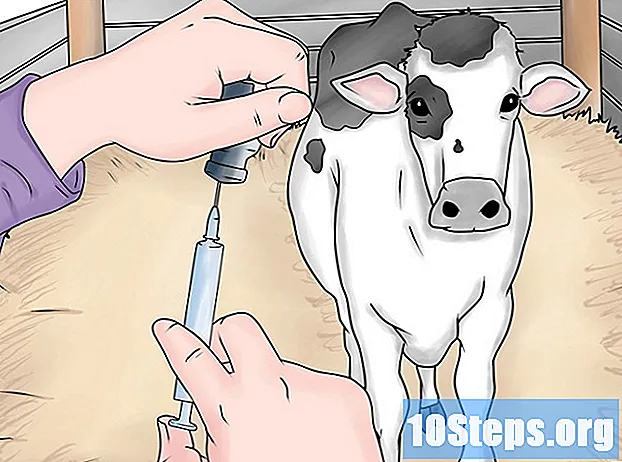 Kā vakcinēt govi