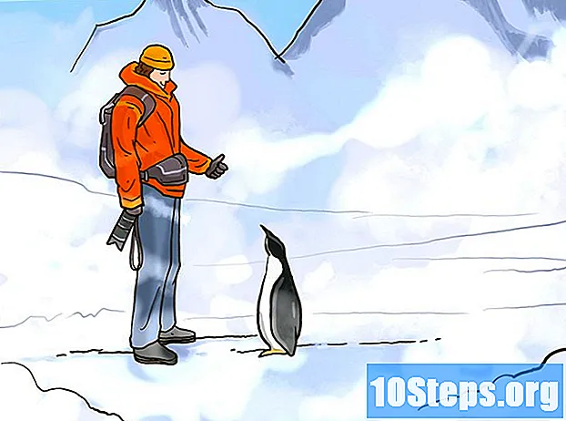 Как поехать в Антарктиду